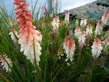 Plante-Vivace-Kniphofia-'Orange-Vanilla'