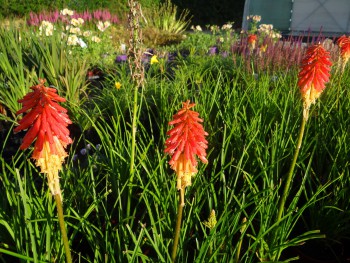 Plante-Vivace-Kniphofia-'Papaya-Popsicle'