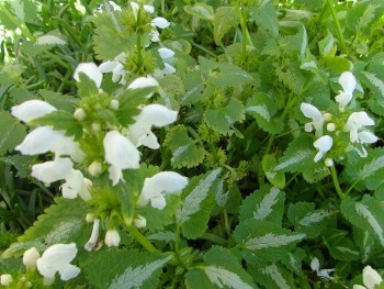 Plante-Vivace-Lamium-maculatum-'Album'