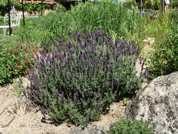 Plante-Vivace-Lavandula-stoechas-pedonculata