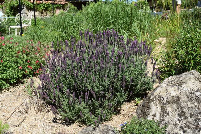 Plante-Vivace-Lavandula-stoechas-pedonculata