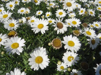 Plante-Vivace-Leucanthemum-superbum-'Becky'