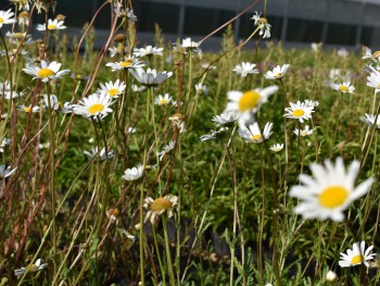 Plante-Vivace-Leucanthemum-'Etoile-d'Anvers'