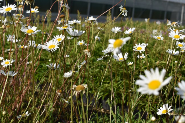 Plante-Vivace-Leucanthemum-'Etoile-d'Anvers'