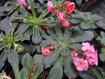 Plante-Vivace-Lewisia-cotyledon