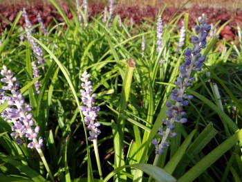 Plante-Vivace-Liriope-muscari