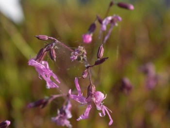 Plante-Vivace-Lychnis-flos-cuculi