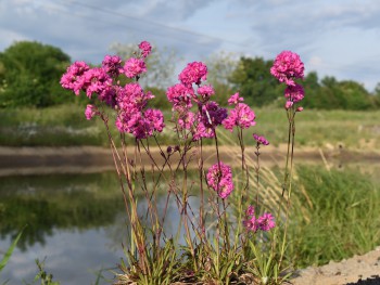 Plante-Vivace-Lychnis-viscaria-'Plena'