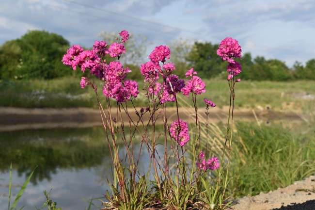 Plante-Vivace-Lychnis-viscaria-'Plena'