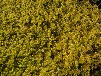 Plante-Vivace-Lysimachia-nummularia-'Aurea'