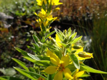 Plante-Vivace-Lysimachia-punctata