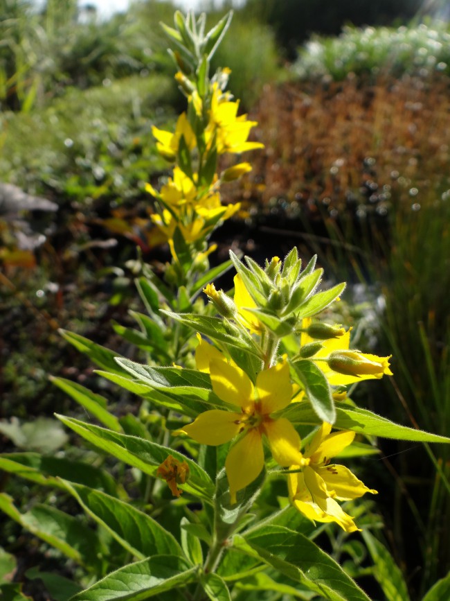 Plante-Vivace-Lysimachia-punctata