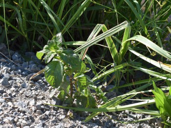 Plante-Vivace-Mentha-aquatica