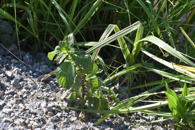 Plante-Vivace-Mentha-aquatica