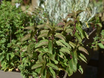 Plante-Vivace-Mentha-piperita