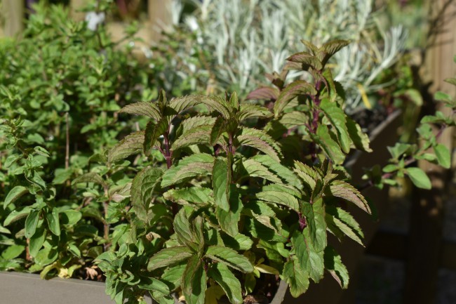 Plante-Vivace-Mentha-piperita