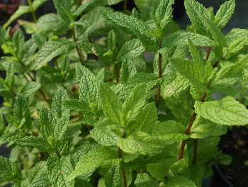 Plante-Vivace-Mentha-spicata