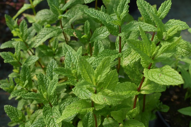 Plante-Vivace-Mentha-spicata