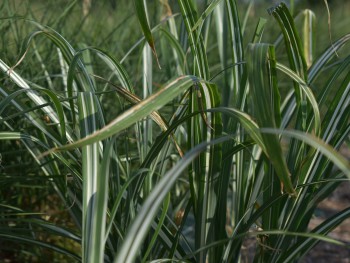 Graminée-Miscanthus-sinensis-'Cabaret'