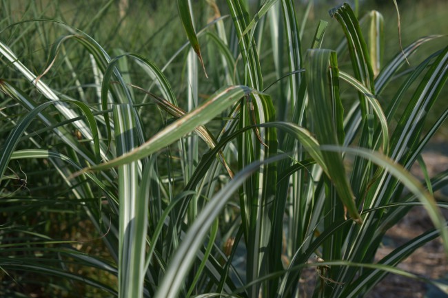 Graminée-Miscanthus-sinensis-'Cabaret'