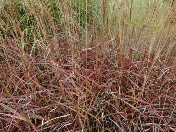 Graminée-Miscanthus-sinensis-'Droning-Ingrid'