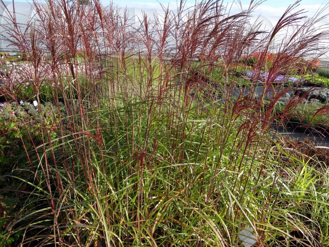 Graminée-Miscanthus-sinensis-'Gracilimus'