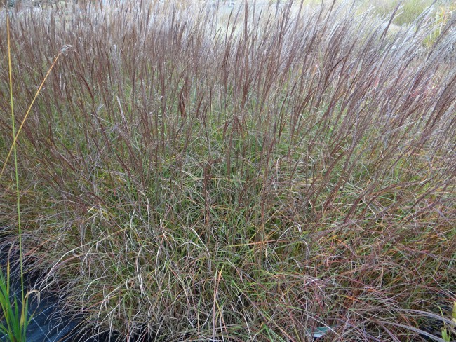 Graminée-Miscanthus-sinensis-'Kleine-Silberspinne'