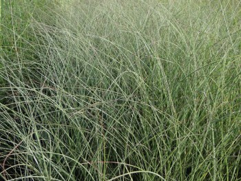 Graminée-Miscanthus-sinensis-'Morning-Light'