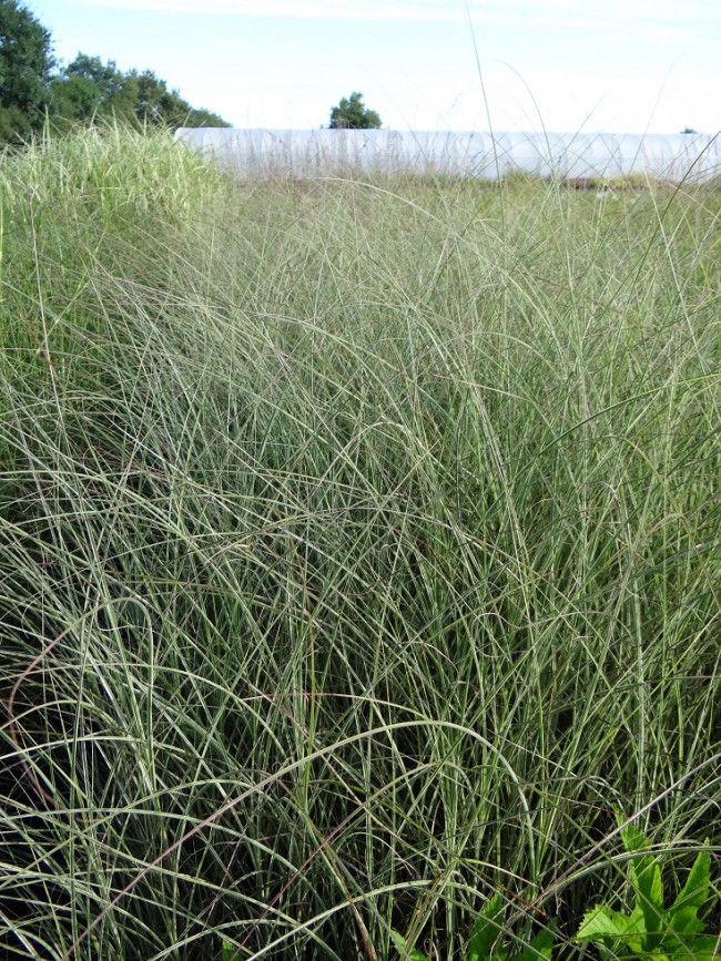 Graminée-Miscanthus-sinensis-'Morning-Light'