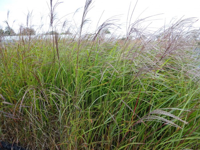 Graminée-Miscanthus-sinensis-'Silberfeder'