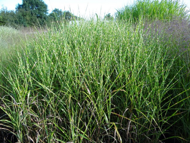 Graminée-Miscanthus-sinensis-'Strictus'