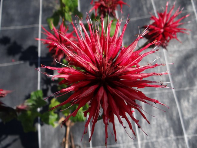 Plante-Vivace-Monarda-'Cambridge-Scarlet'