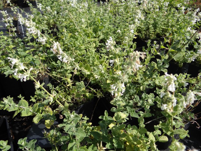 Plante-Vivace-Nepeta-racemosa-'Alba'