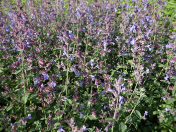 Plante-Vivace-Nepeta-faassenii-'Six-Hill-Giant'