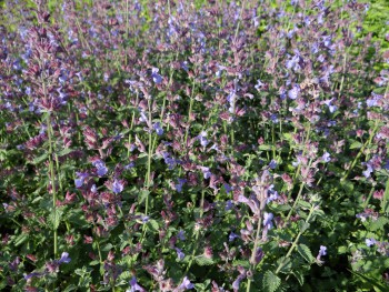 Plante-Vivace-Nepeta-faassenii-'Six-Hill-Giant'