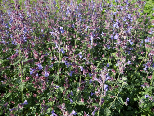 Plante-Vivace-Nepeta-faassenii-'Six-Hill-Giant'