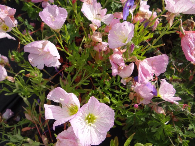 Plante-Vivace-Oenothera-speciosa-'Siskiou'