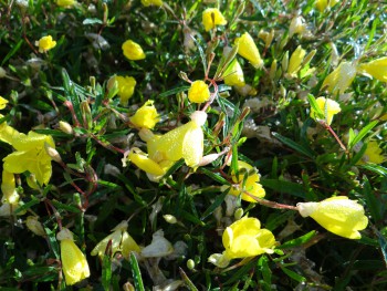 Plante-Vivace-Oenothera-'African-Sun'