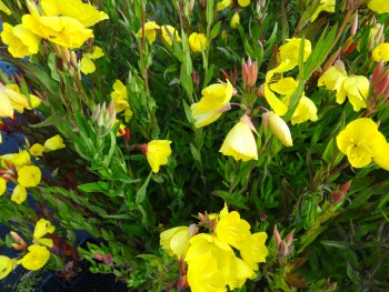 Plante-Vivace-Oenothera-'African-Sun'