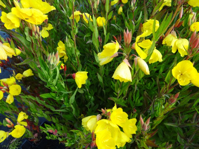 Plante-Vivace-Oenothera-'African-Sun'