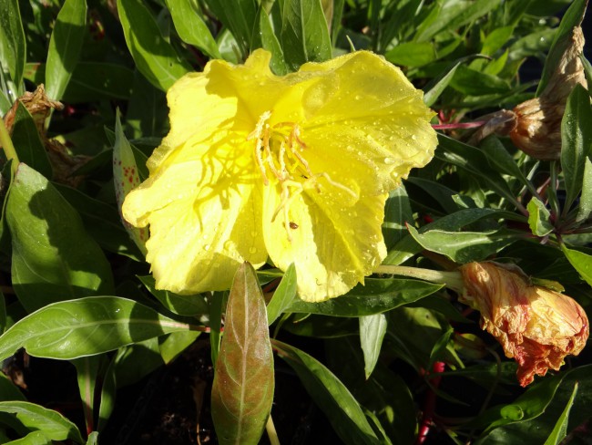 Plante-Vivace-Oenothera-missouriensis