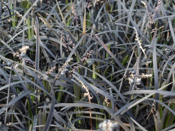 Graminée-Ophiopogon-planiscapus-'Nigrescens'