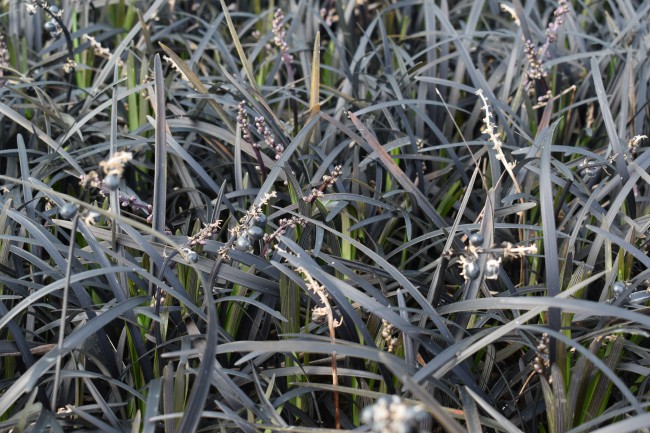 Graminée-Ophiopogon-planiscapus-'Nigrescens'