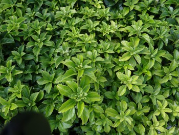 Plante-Vivace-Pachysandra-terminalis