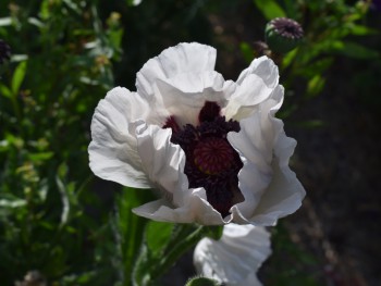 Plante-Vivace-Papaver-orientalis-'Royal-Wedding'