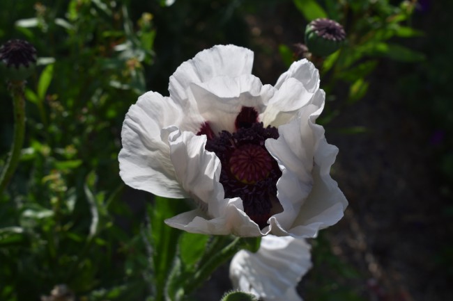 Plante-Vivace-Papaver-orientalis-'Royal-Wedding'