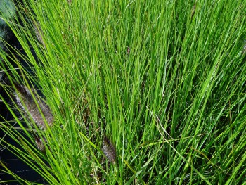 Graminée-Pennisetum-alopecuorides-'Japonicum'