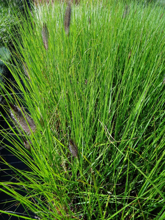 Graminée-Pennisetum-alopecuorides-'Japonicum'