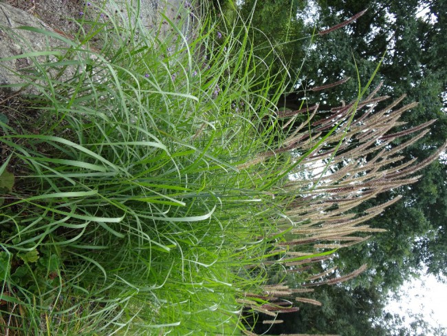 Graminée-Pennisetum-'Incomptum'