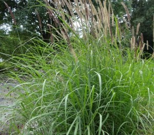 Graminée-Pennisetum-'Incomptum'